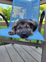 Odin, a male German Shepherd Dog for sale in Hinckley, OH – 3 of 10