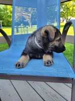 Odin, a male German Shepherd Dog for sale in Hinckley, OH – 5 of 10