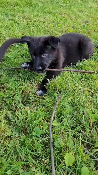 Luna, a female German Shepherd Dog for sale in Hinckley, OH – 5 of 5