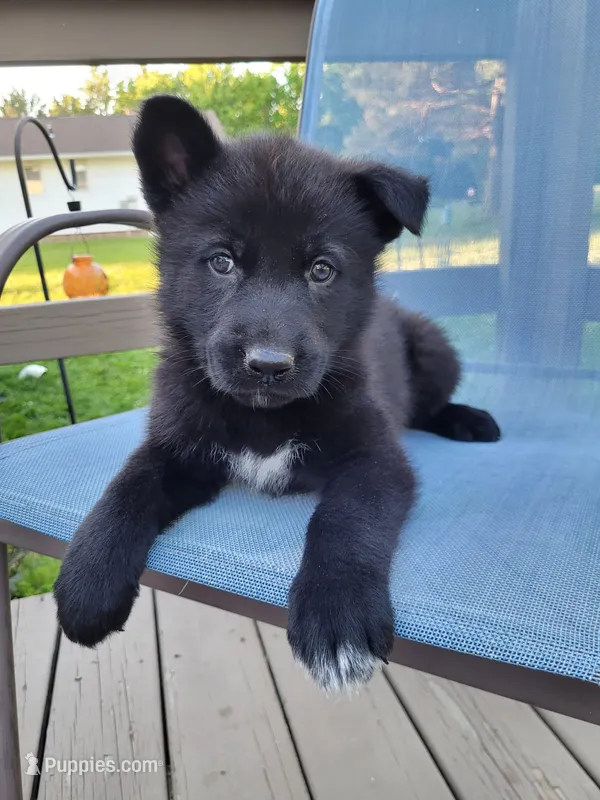 Sirius – German Shepherd Dog puppy for sale in Hinckley, OH