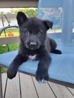 Sirius, a male German Shepherd Dog for sale in Hinckley, OH – 1 of 7