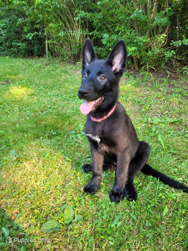 Freya – German Shepherd Dog puppy for sale in Hinckley, OH
