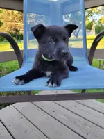 Loki, a male German Shepherd Dog for sale in Hinckley, OH – 4 of 7