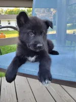 Sirius, a male German Shepherd Dog for sale in Hinckley, OH – 4 of 7
