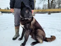Freya, a female German Shepherd Dog for sale in Hinckley, OH – 6 of 7