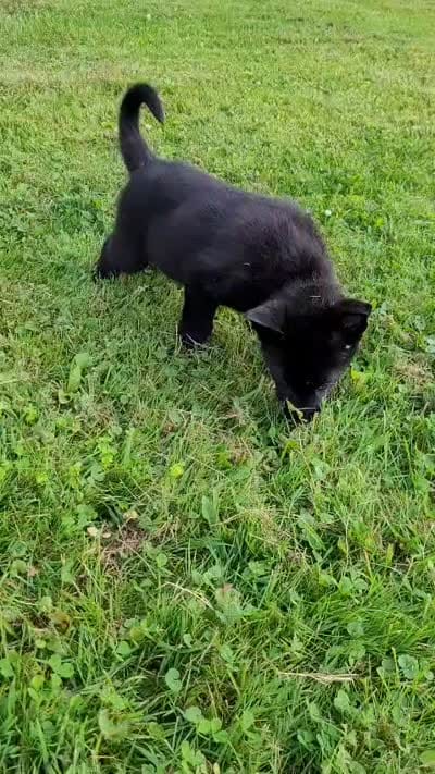 Loki, a male German Shepherd Dog for sale in Hinckley, OH – 7 of 7