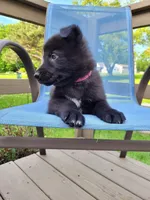 Freya, a female German Shepherd Dog for sale in Hinckley, OH – 2 of 7