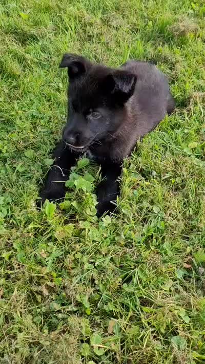 Freya, a female German Shepherd Dog for sale in Hinckley, OH – 7 of 7