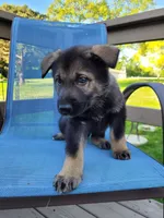 Odin, a male German Shepherd Dog for sale in Hinckley, OH – 2 of 10