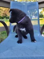 Sirius, a male German Shepherd Dog for sale in Hinckley, OH – 2 of 7