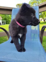 Freya, a female German Shepherd Dog for sale in Hinckley, OH – 4 of 7