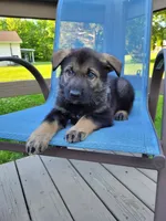 Odin, a male German Shepherd Dog for sale in Hinckley, OH – 6 of 10