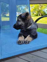 Odin, a male German Shepherd Dog for sale in Hinckley, OH – 7 of 10