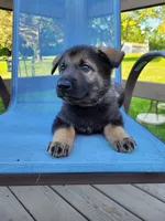 Odin, a male German Shepherd Dog for sale in Hinckley, OH – 4 of 10