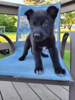 Loki, a male German Shepherd Dog for sale in Hinckley, OH – 3 of 7