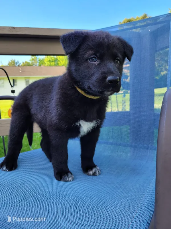 Luna – German Shepherd Dog puppy for sale in Hinckley, OH