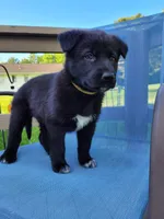 Luna, a female German Shepherd Dog for sale in Hinckley, OH – 1 of 5