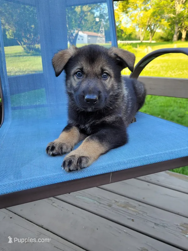 Odin – German Shepherd Dog puppy for sale in Hinckley, OH