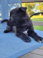 Sirius, a male German Shepherd Dog for sale in Hinckley, OH – 3 of 7
