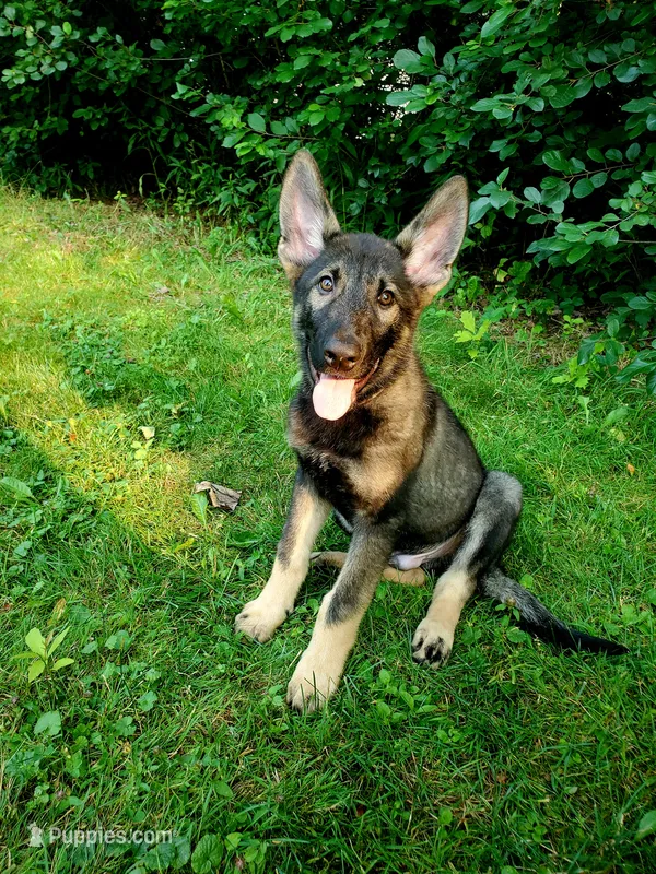 Odin – German Shepherd Dog puppy for sale in Hinckley, OH