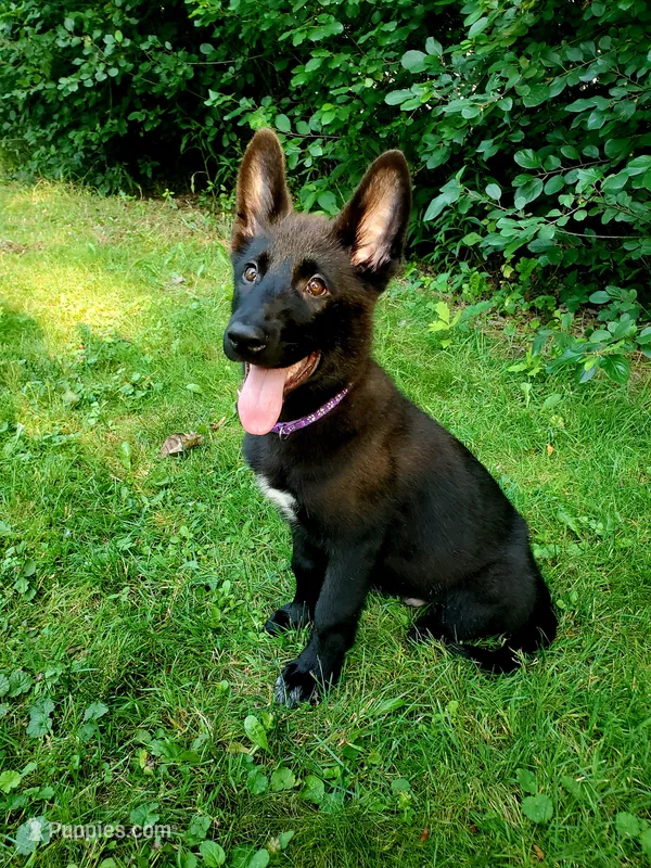 Sirius – German Shepherd Dog puppy for sale in Hinckley, OH