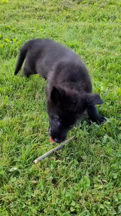 Sirius, a male German Shepherd Dog for sale in Hinckley, OH – 7 of 7