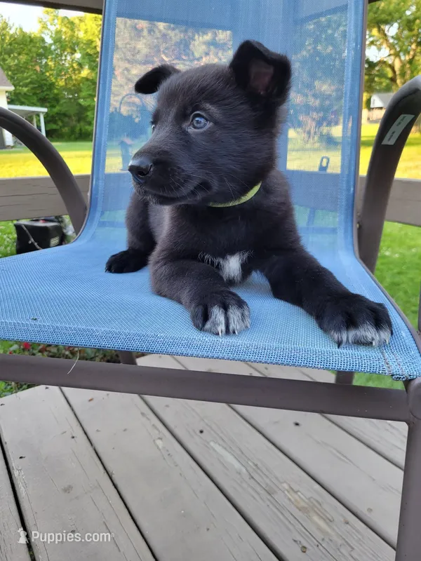 Loki – German Shepherd Dog puppy for sale in Hinckley, OH