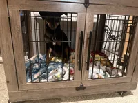 Luna, a female Miniature Pinscher for sale in Somersworth, NH – 5 of 5