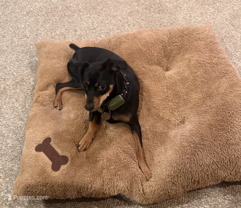 Luna, a female Miniature Pinscher for sale in Somersworth, NH – 1 of 5