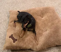 Luna, a female Miniature Pinscher for sale in Somersworth, NH – 1 of 5