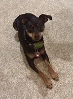 Luna, a female Miniature Pinscher for sale in Somersworth, NH – 2 of 5