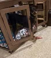 Luna, a female Miniature Pinscher for sale in Somersworth, NH – 3 of 5
