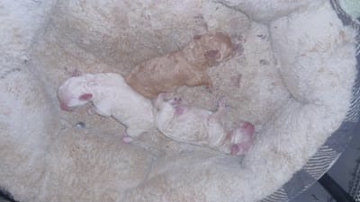 Luna, a female Poodle - Toy  for sale in Gilroy, CA – 4 of 4