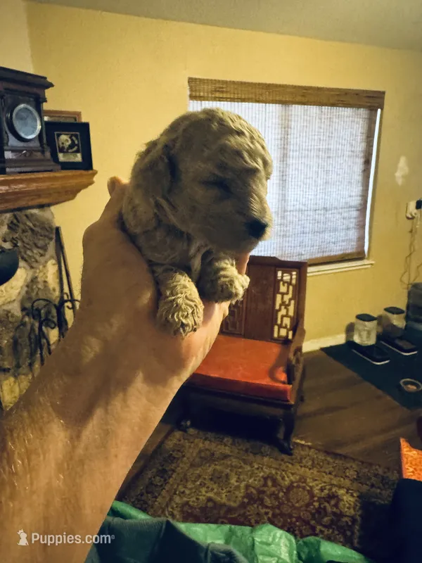 Poi – Poodle - Toy  puppy for sale in Gilroy, CA