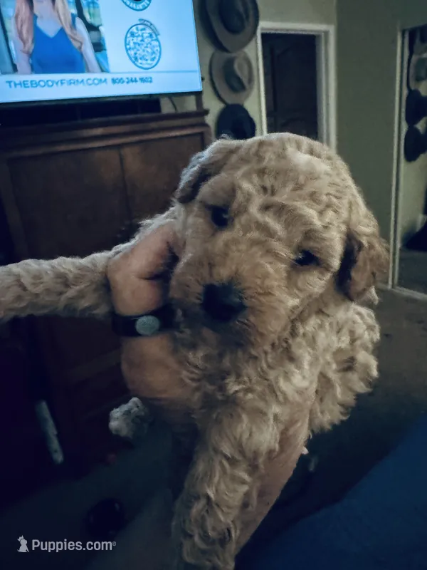 Nelani, a female Poodle - Toy  for sale in Gilroy, CA – Photo 1 of 3