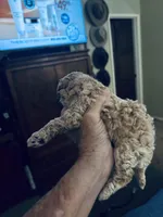 Nelani, a female Poodle - Toy  for sale in Gilroy, CA – Photo 2 of 3