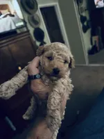 Nelani, a female Poodle - Toy  for sale in Gilroy, CA – Photo 3 of 3