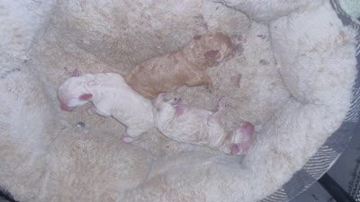 Puna, a female Poodle - Toy  for sale in Gilroy, CA – 4 of 4