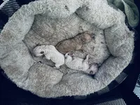 Puna, a female Poodle - Toy  for sale in Gilroy, CA – 3 of 4