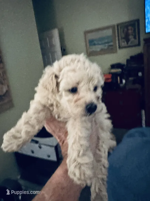 Luna – Poodle - Toy  puppy for sale in Gilroy, CA