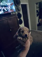 Ono, a male Poodle - Toy  for sale in Gilroy, CA – Photo 3 of 3