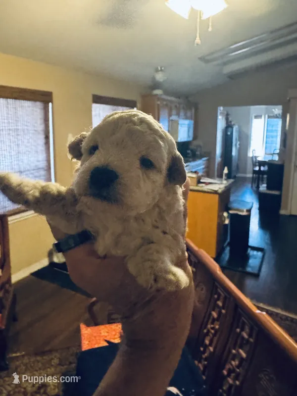 Puna – Poodle - Toy  puppy for sale in Gilroy, CA