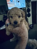Koa, a male Poodle - Toy  for sale in Gilroy, CA – Photo 2 of 3