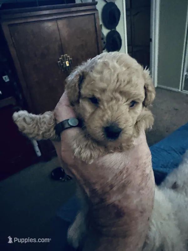Koa – Poodle - Toy  puppy for sale in Gilroy, CA
