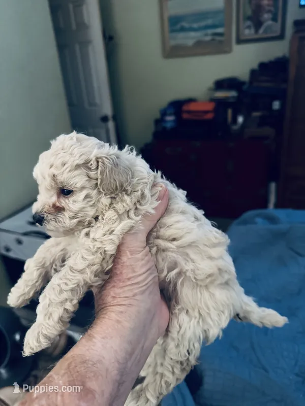 Luna – Poodle - Toy  puppy for sale in Gilroy, CA