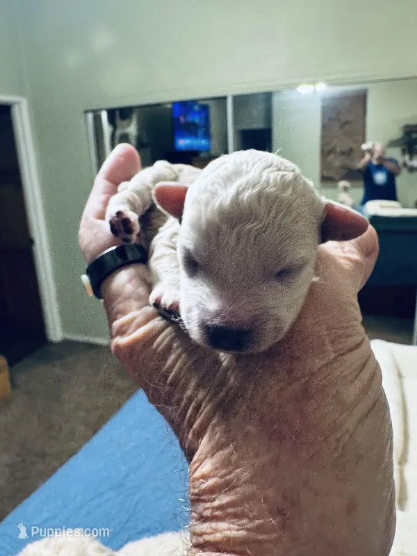 Luna – Poodle - Toy  puppy for sale in Gilroy, CA