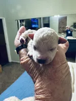 Luna, a female Poodle - Toy  for sale in Gilroy, CA – 1 of 4
