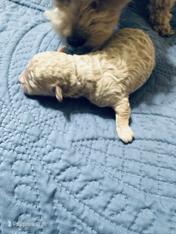 Puna – Poodle - Toy  puppy for sale in Gilroy, CA