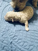 Puna, a female Poodle - Toy  for sale in Gilroy, CA – 1 of 4