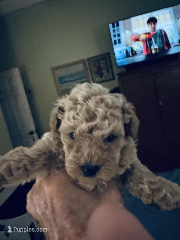 Puna – Poodle - Toy  puppy for sale in Gilroy, CA